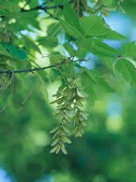 Acer negundo (Box elder) | Native Plants of North America