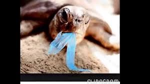 Image result for pollution animals