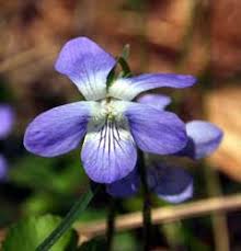 Viola reichenbachiana PFAF Plant Database