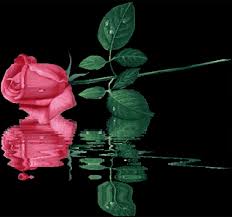 Slikovni rezultat za romantične slike ruža