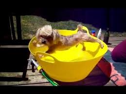 Image result for bathtime for dogs