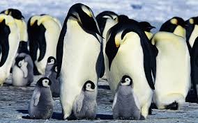Afbeeldingsresultaat voor baby pinguin