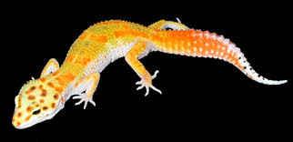 Le Gecko léopard / Les phases Images?q=tbn:ANd9GcTpaloO3llheAUwWX_-hwrjqxwpBStyJfEZP0CH8L95Z2aSNgOzpw