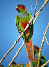 pictures of 2 parrots talking voiceovers unlimited chicago