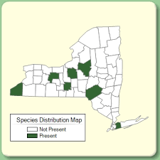 Veronica polita - Species Page - NYFA: New York Flora Atlas