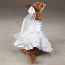 Afbeeldingsresultaat voor honden trouwkleding