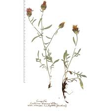 Centaurea tenoreana Willk. | Anthosart