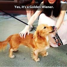 FunniestMemes.com - Funniest Memes - [Yes, It&#39;s A Golden Wiener] via Relatably.com