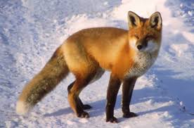 Image result for fox animal