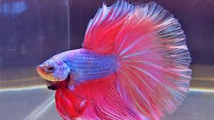Image result for fish