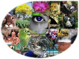 Resultado de imagen para collage de animales en peligro de extincion