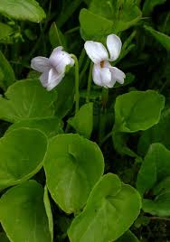 Viola palustris - Seattle