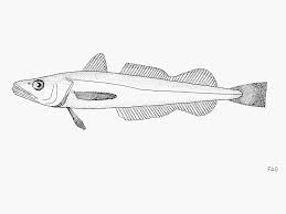 Image result for hake