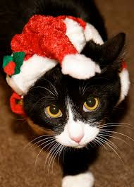 Image result for cats around the christmas tree
