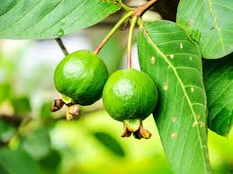 Image result for images of guava tree with flowers