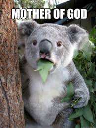WTF - Shocked Koala - quickmeme via Relatably.com