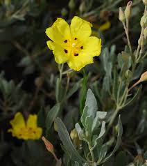 Halimium halimifolium - Wikipedia
