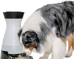 PetSafe Healthy Pet Water Station- Large, 320 oz Capacity- Gravity Cat & Dog Waterer
