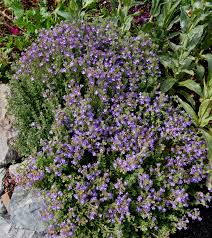 Chaenorhinum origanifolium 'Blue Eyes' - Buy Online at Annie's ...