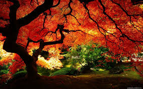 ?????????????????????? picture of autumn is south korea