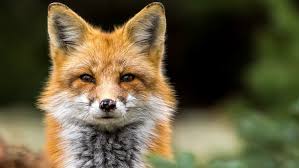 "Experts Confirm: Fox Sightings During Daytime Becoming Commonplace"
