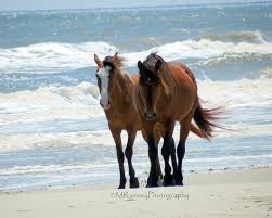 Image result for the horses of cumberland island