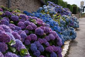 Image result for hydrangea