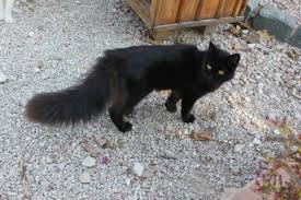 Resultado de imagen para gato angora turco negro