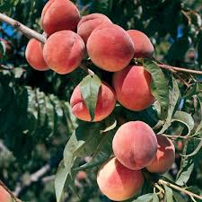 peach plants ile ilgili görsel sonucu