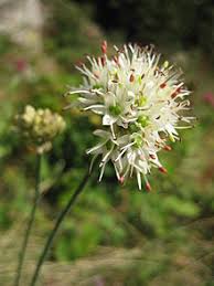 Allium ericetorum - Wikipedia