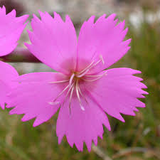 DIANTHUS SYLVESTRIS SEEDS (Woodland Pink) - Plant World ...