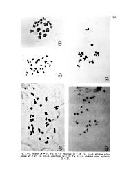 chromosome numbers in the sicilian species of limonium miller ...