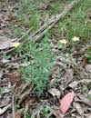 Hypericum gramineum - NSW Flora Online