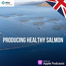 Producing Healthy Salmon