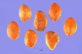 Plants Profile for Lonicera caerulea (sweetberry honeysuckle)