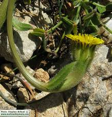 Hedypnois cretica (Variable Hyoseris) : MaltaWildPlants.com - the ...
