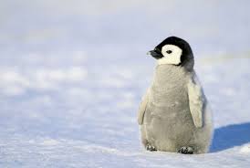 Why penguins can't fly By Matthew.j.minehan Long. long ago. in ice ...