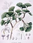 ginkgoaceae