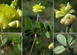 Trifolium aureum Pollich subsp. aureum - Sistema informativo sulla ...
