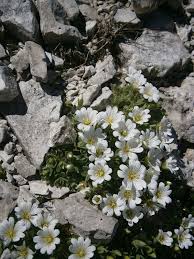 Cerastium latifolium - Wikispecies