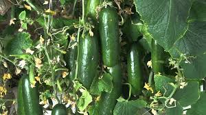 Image result for Cucumber Benefits in Urdu and Hindi