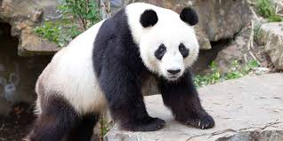 Resultado de imagem para Giant panda 