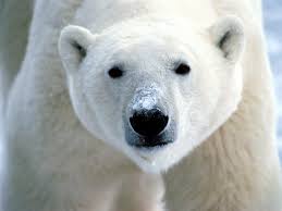 Image result for le ours  polaire