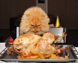 Image result for cats dressed as turkeys