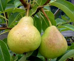 pear tree ile ilgili görsel sonucu