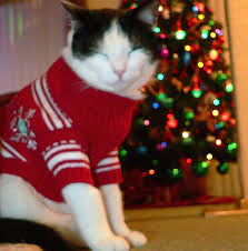 Image result for cats wearing sweaters