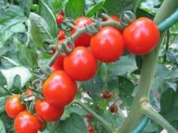 sera domates ile ilgili görsel sonucu
