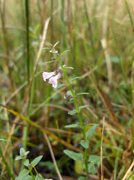 Scutellaria minor – Wikipédia, a enciclopédia livre