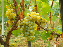 Resultado de imagem para uva tinta vinho branco