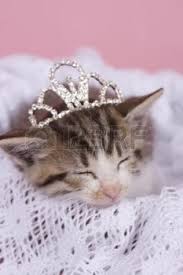 princess cat